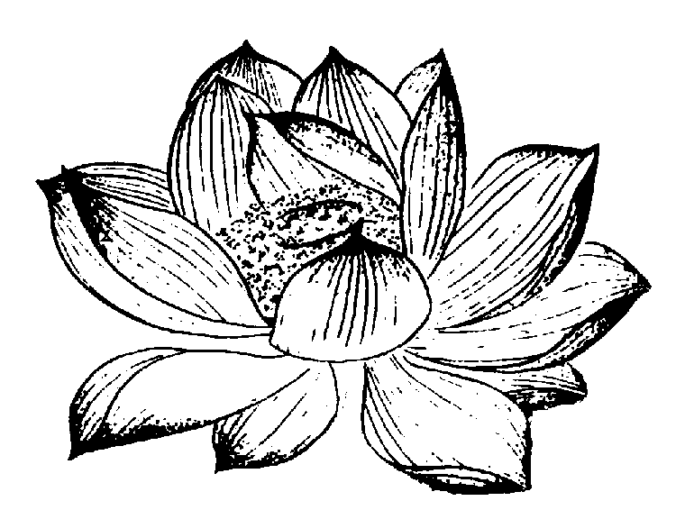 Lotus1.tif (56790 octets)